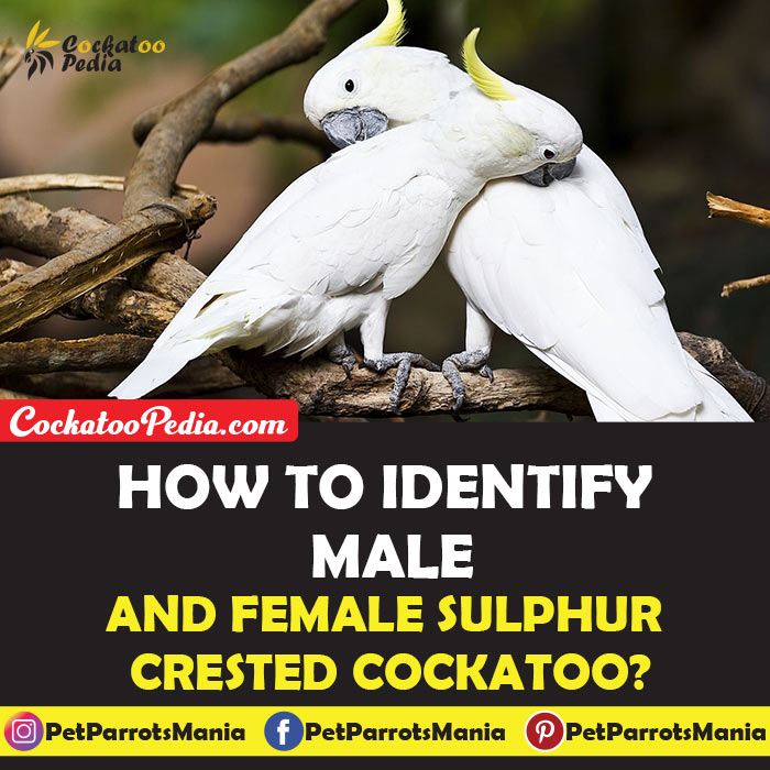 How to Identify Male and Female Sulphur Crested Cockatoo