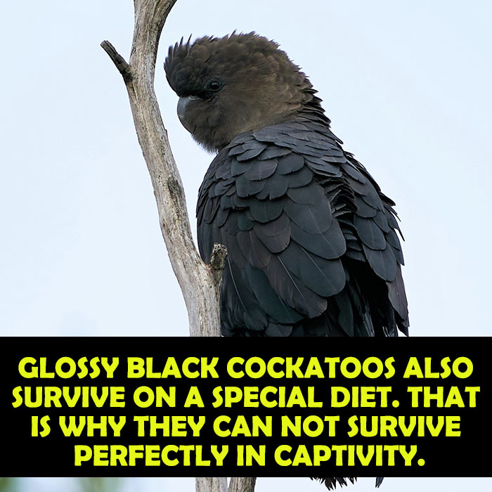 Pet Trading of cockatoos