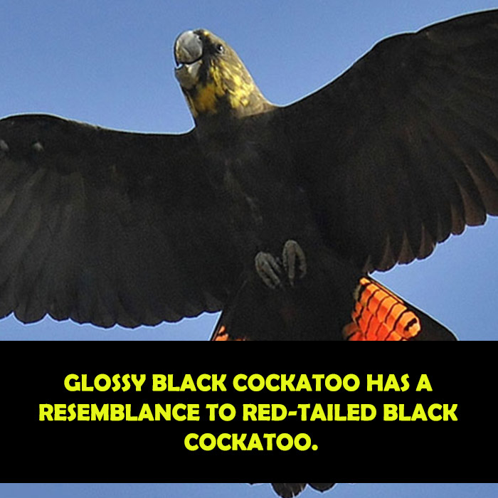 difference between black cockatoo and glossy black cockatoo