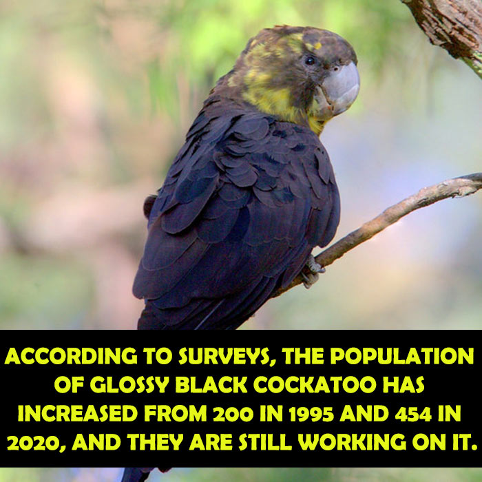 The Expansion of Glossy Black Cockatoo