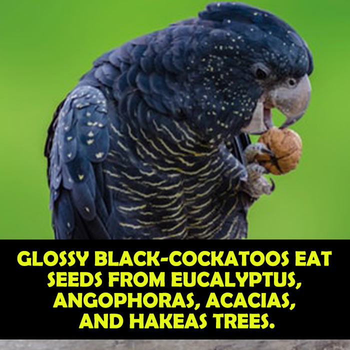 What does Glossy Black cockatoo eat