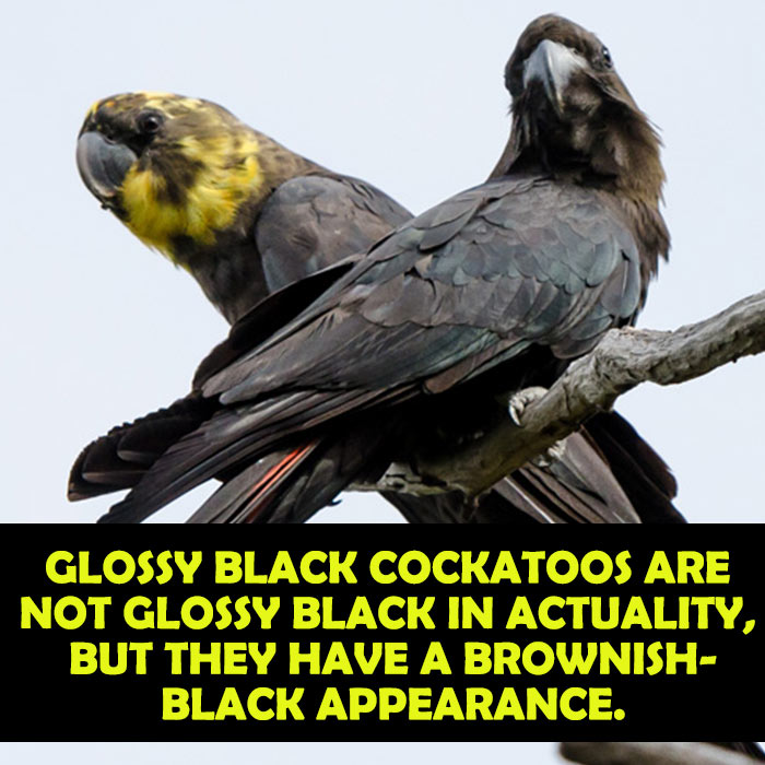 What does a Glossy black cockatoo look like