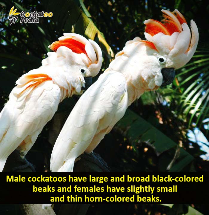  Male Cockatoos are usually careless and more aggressive than females