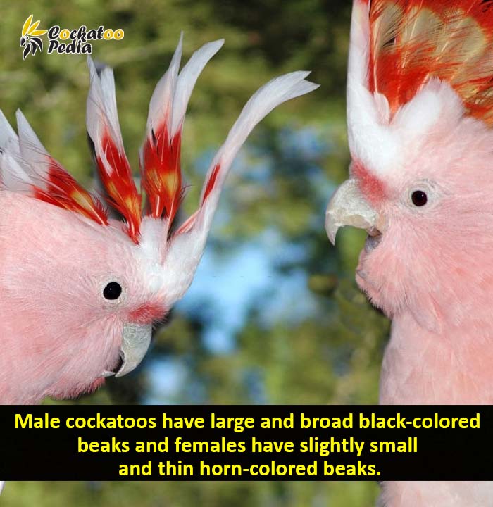Male cockatoos have large and broad black-colored  beaks and females have slightly small  and thin horn-colored beaks.