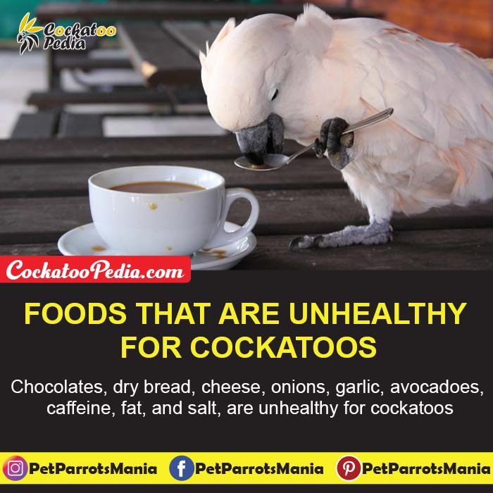 Chocolates, dry bread, cheese, onions, garlic, avocadoes, 
caffeine, fat, and salt, are unhealthy for cockatoos
