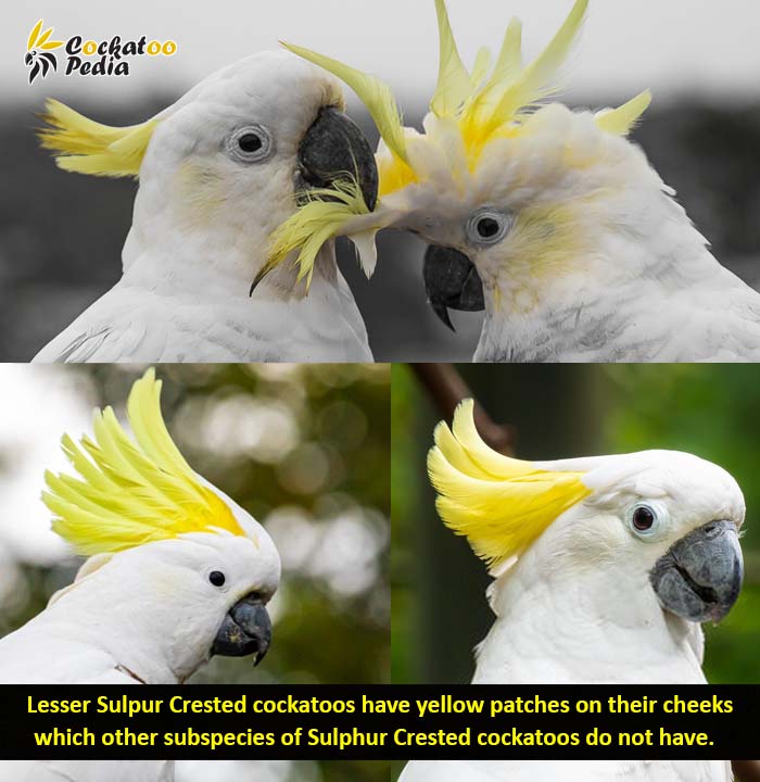 Lesser Sulphur Crested Cockatoos vs. Medium Sulphur Crested Cockatoo and Greater Sulphur Crested Cockatoo