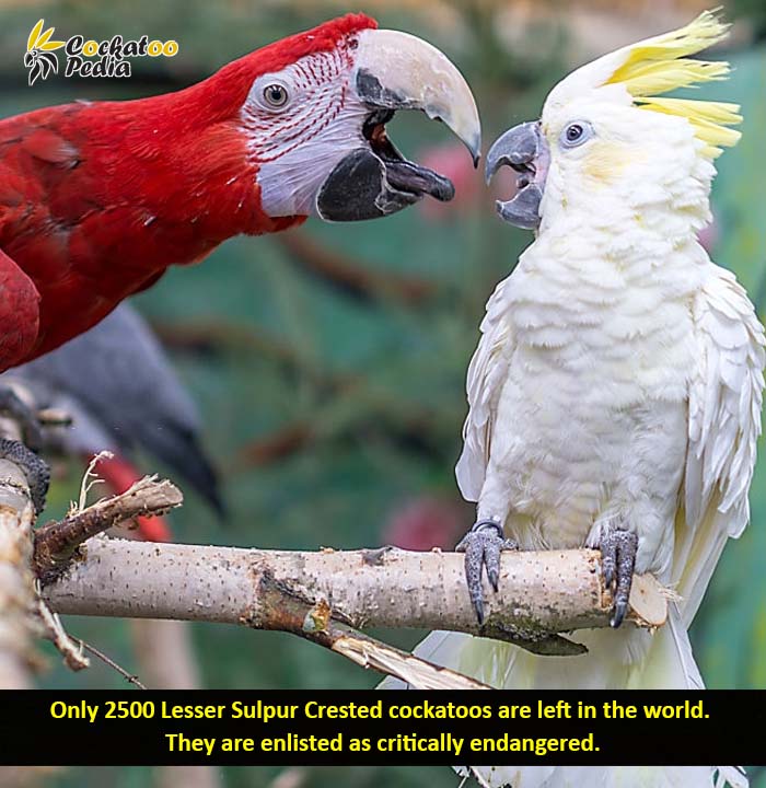 Lesser Sulphur Crested cockatoo population and endangerment