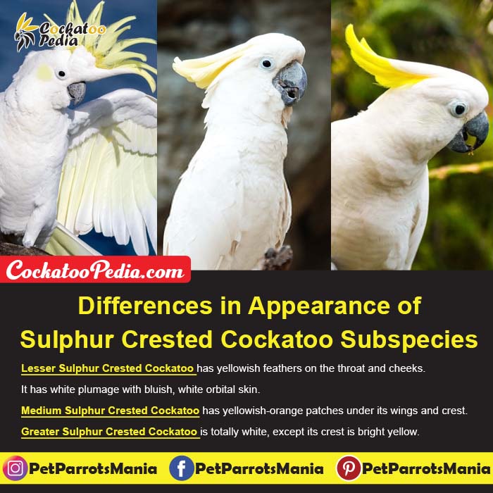 Lesser Vs. Medium Vs. Greater Sulphur Crested Cockatoo; Appearance Differences