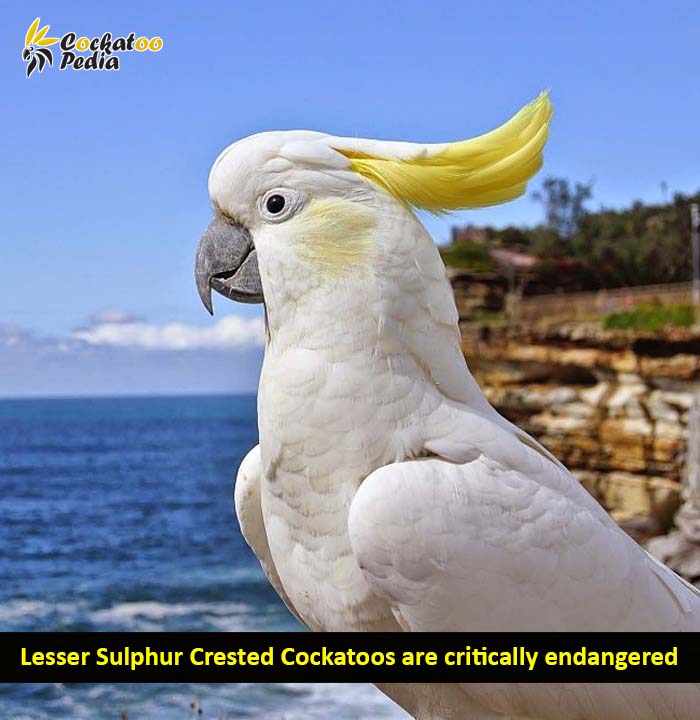 Lesser sulphur crested cockatoos are critically endangered