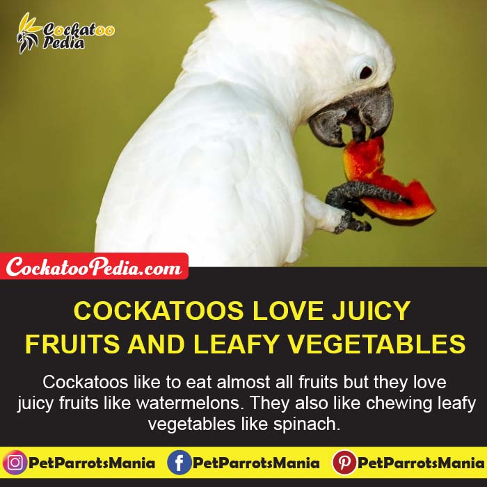 Cockatoos like to eat almost all fruits but they love juicy fruits like watermelons. They also like chewing leafy vegetables like spinach.
