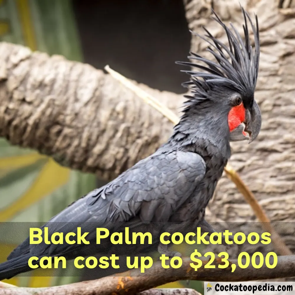 Black palm cockatoo cost