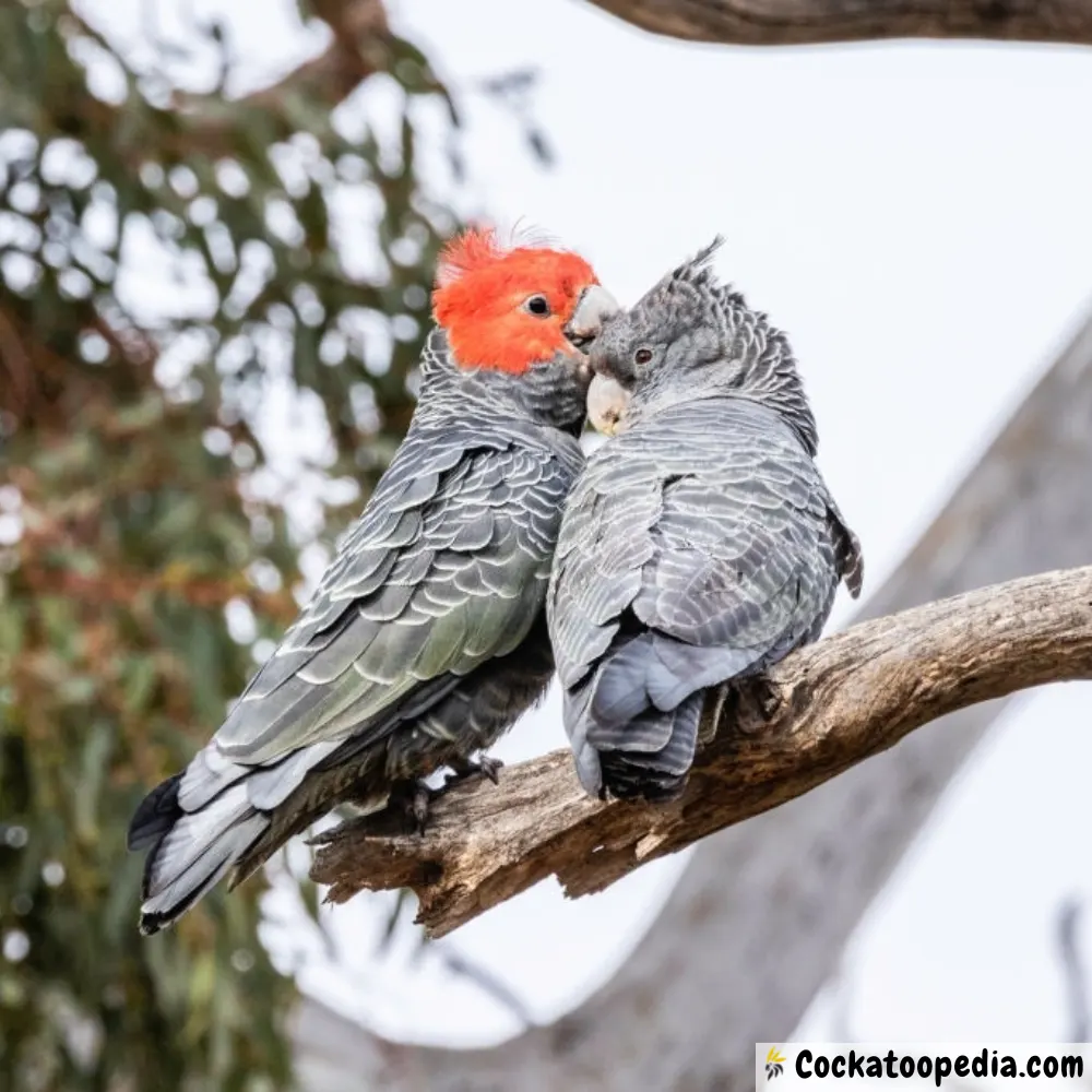 Gang gang cockatoo pair