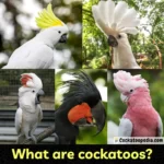 What are cockatoos